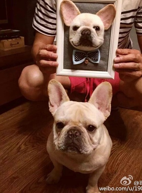 羊毛毡法斗狗狗相框定制宠物头像定制