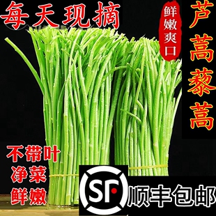 芦蒿新鲜蔬菜3斤泥蒿去叶藜蒿净菜野菜鲜嫩蓠蒿现摘现发黎蒿
