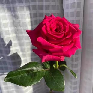 高盛中苗 超新品扦插 月季 切花 玫瑰 庭院阳台灌木花卉