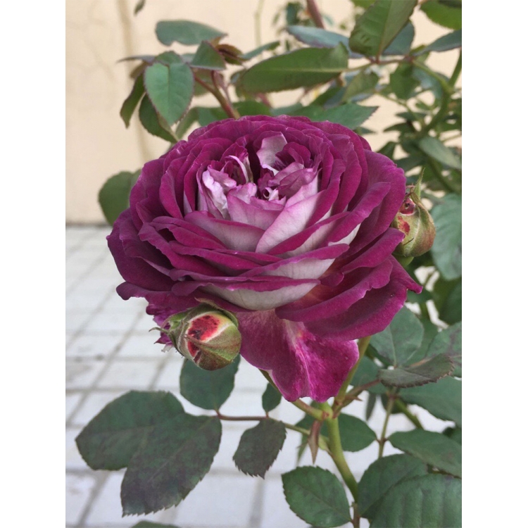 哈德斯菲尔德合唱团灌木欧月季玫瑰花苗大花浓香多季开花丰花抗病