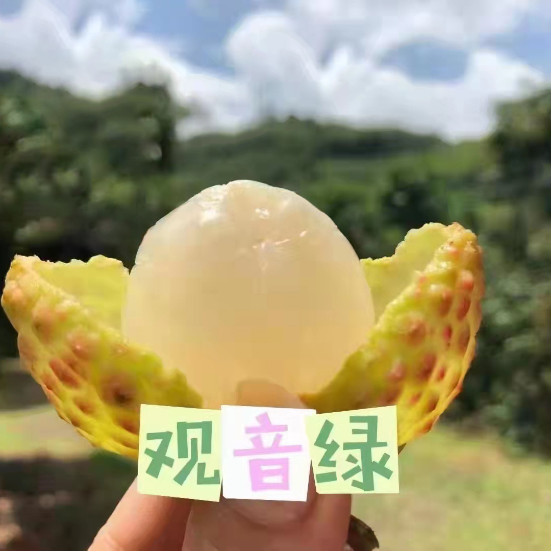 东莞观音绿荔枝现摘鲜采5斤整箱岭南老树青皮纯甜水果现货包邮