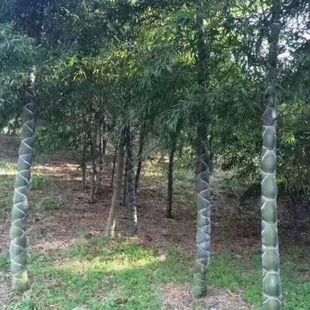 庭院绿植竹子苗龟甲竹 龙鳞竹 龟纹竹 元宝竹龟甲竹苗 竹盆栽