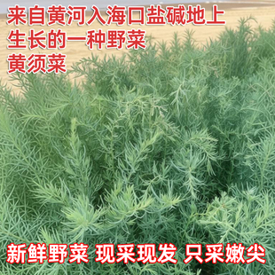 黄河入海口新鲜黄须菜野菜现采现发时令蔬菜营养美味皇席菜