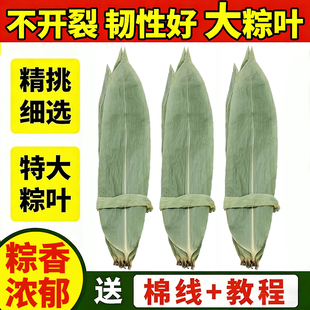 干粽叶大号包粽子专用特大新鲜粽子叶野生竹箬叶端午节商用批发