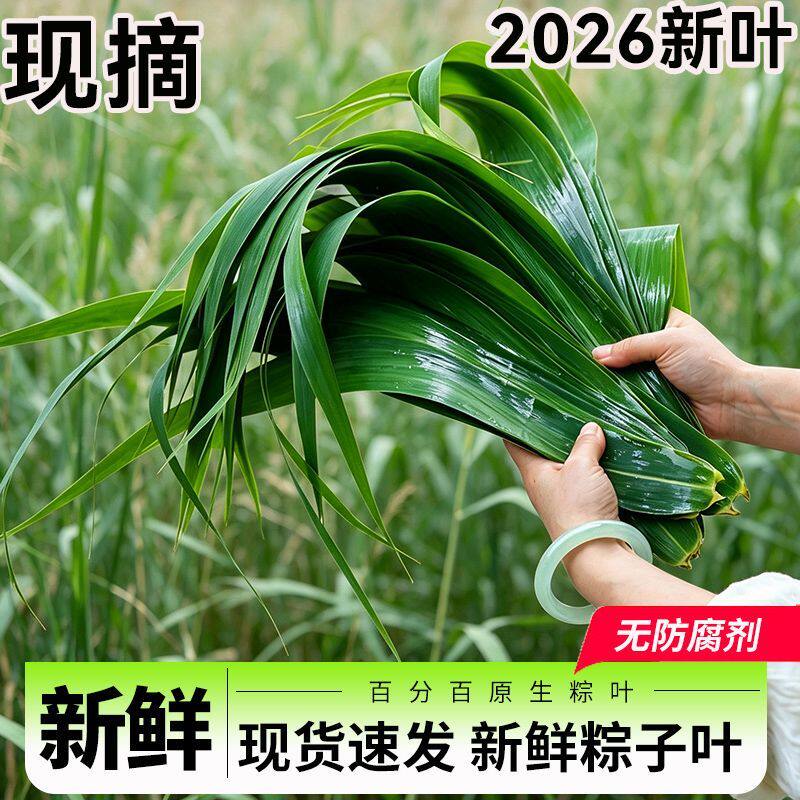 正宗白洋淀芦苇叶天然野生新鲜粽叶现摘现发家用端午节粽子叶包邮