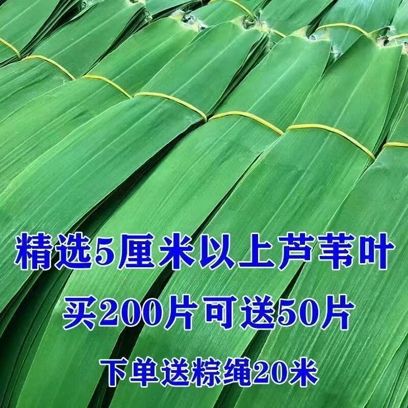 正宗白洋淀芦苇叶天然野生新鲜粽叶现摘现发农家粽子叶端午节粽叶