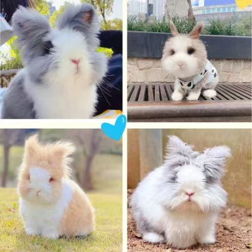 猫猫兔活体纯种盖脸网红做造型兔子活物安哥拉宠物活体小兔子长毛图片