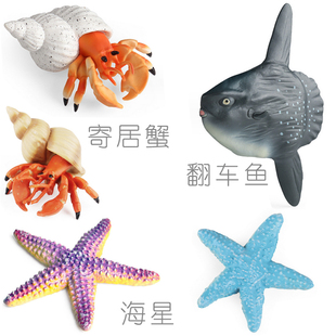 硬树脂翻车鱼仿真模型海洋动物带鱼寄居蟹玩具头鱼儿童科普小摆件