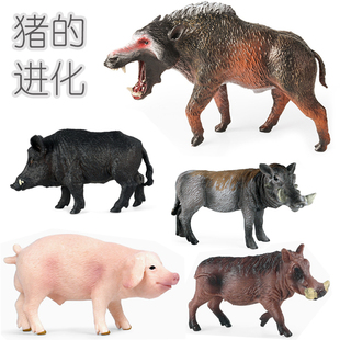 猪的进化史完齿兽欧亚野猪非洲疣猪鹿豚家猪科玩具儿童认知小道具