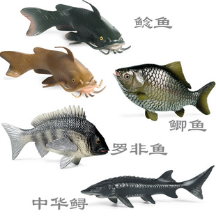 硬塑料鲶鱼仿真淡水鱼模型塘鲺鲫鱼罗非鱼中华鲟鲈鱼儿童认知玩具