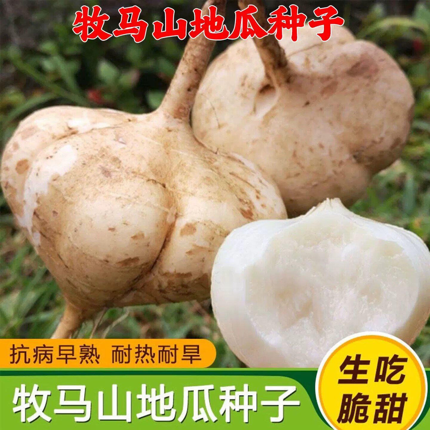 牧马山地瓜种子早熟蔬菜种子大全凉薯地瓜种子水果地瓜沙葛白地瓜
