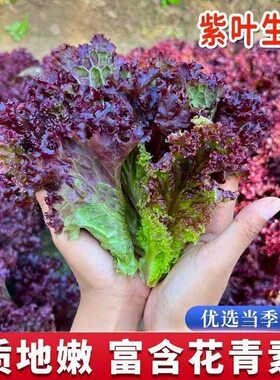 紫叶生菜种子生吃沙拉菜红色小菜种子紫生菜新鲜青菜阳台种植蔬菜