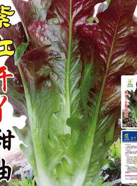 紫红开丫甜油麦菜种子开叉紫色莴苣四季耐热秋春季蔬菜种子大全