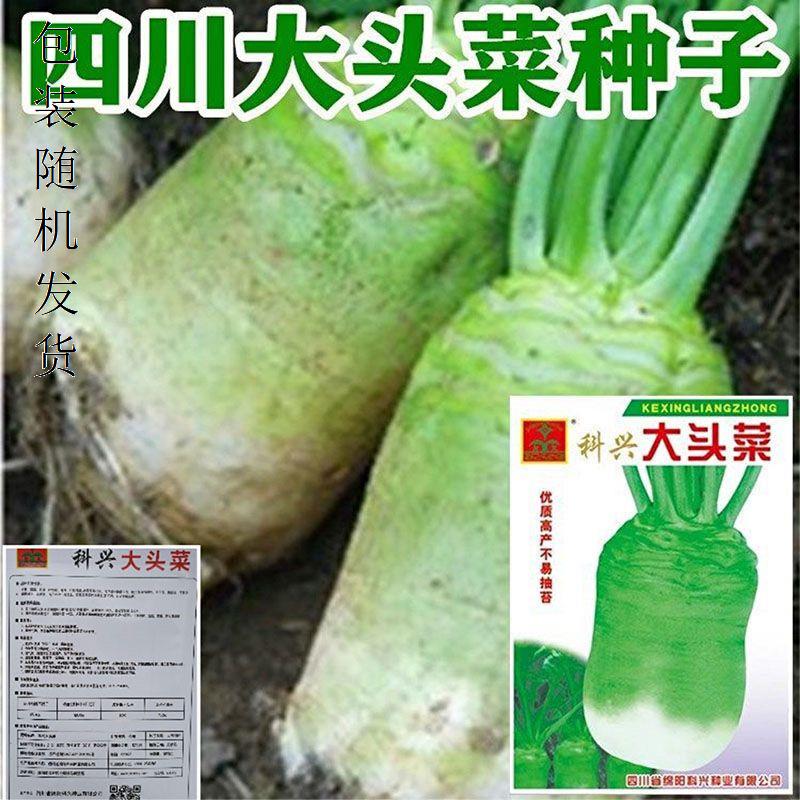 大头菜种子四川芥菜籽榨