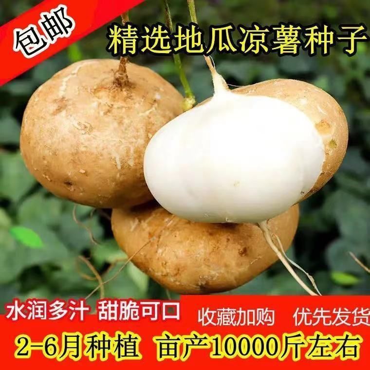 水果白地瓜凉薯种子特大早熟高产春秋播种凉薯地瓜种子 蔬菜种籽