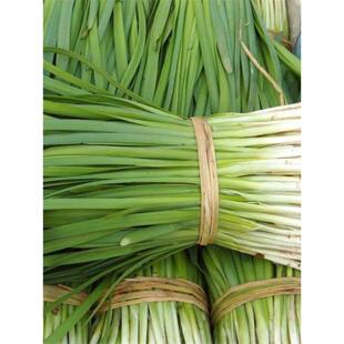 白根韭菜种子韭菜种籽阳台盆栽庭院大田农作物种子简单易种好活