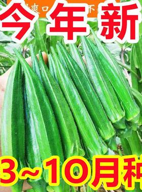 【新种好养活】不易老水果秋葵种子生吃好种的水果黄色秋葵籽蔬菜