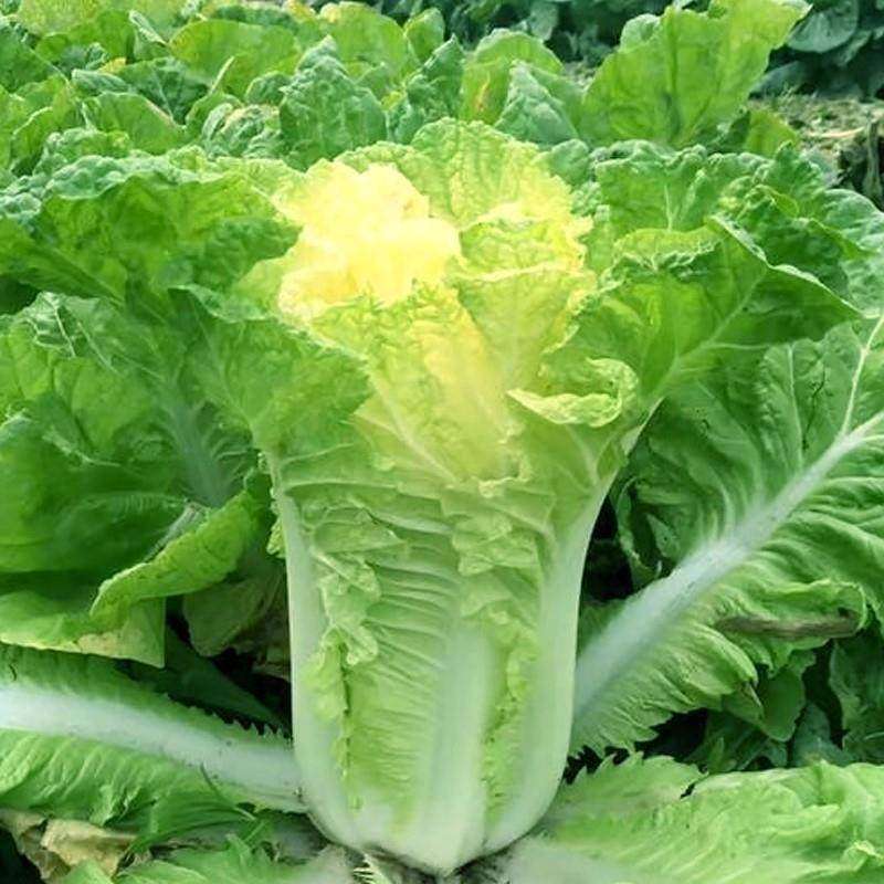 大黄心东北28斤白菜种子鸡蛋黄包心白菜种籽耐旱耐储农家蔬菜种孑,农用物资,蔬菜种子/种苗,淘宝优惠券,粉丝福利购,淘宝优惠卷