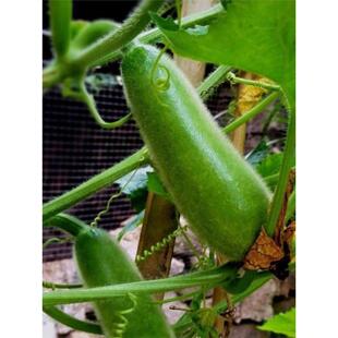 早绿小冬瓜种子迷你水果毛瓜青皮小节瓜早熟高产四季蔬菜种子大全