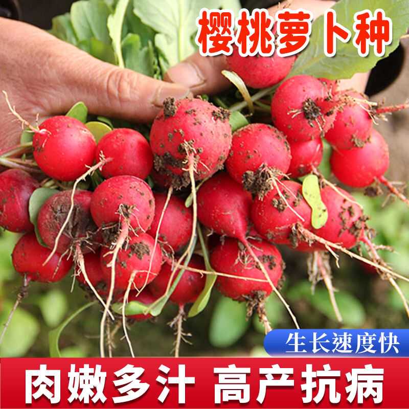 樱桃萝卜种子早熟易种蔬