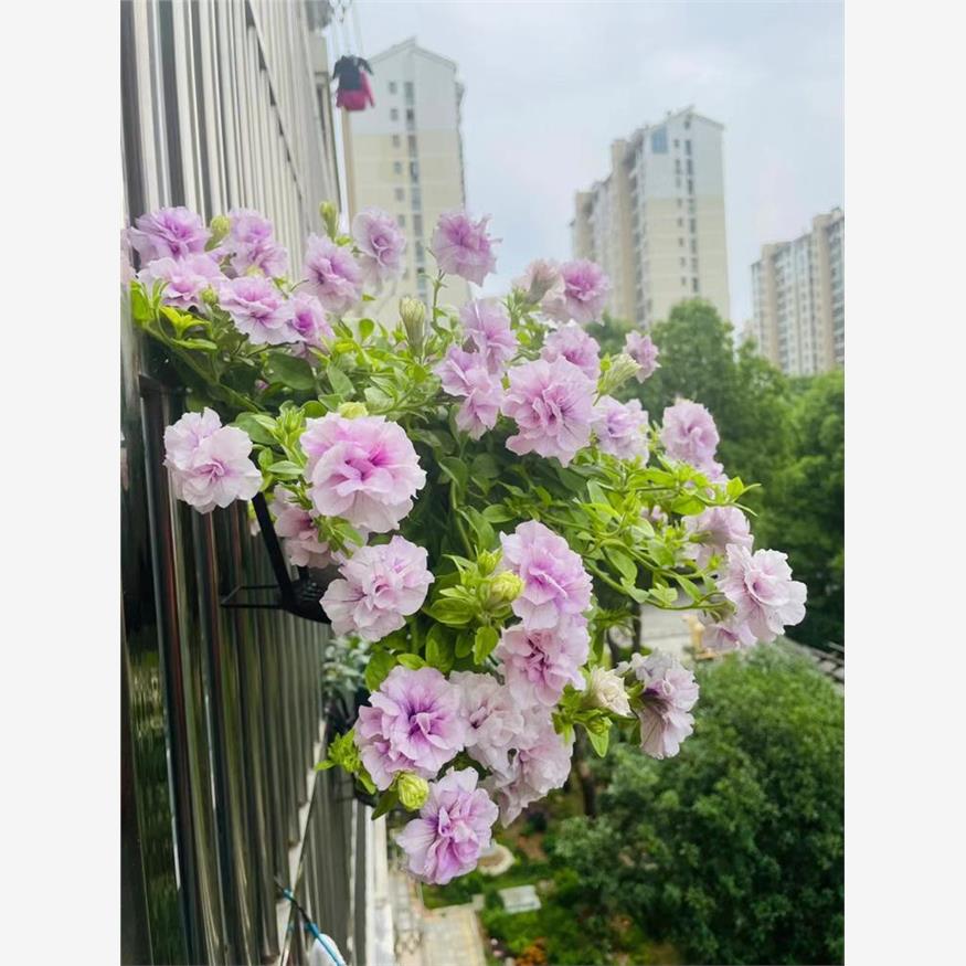 重瓣矮牵牛花种子籽子喇