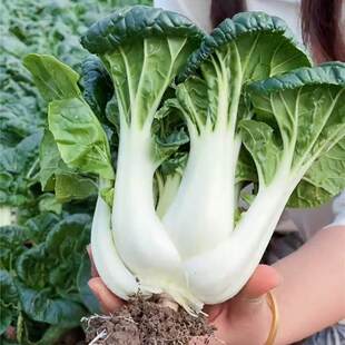 奶白菜种子小白菜青菜黑油菜春季四季蔬菜种籽秋矮脚秋播种孑冬季