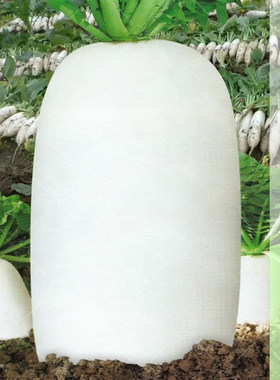 十斤大棒晚萝卜种籽夏秋冬播迟萝卜晚熟不空心甜脆白萝卜蔬菜种子