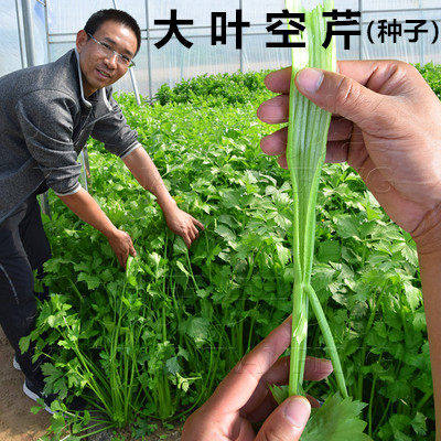 大叶空芹菜种籽高产黄心