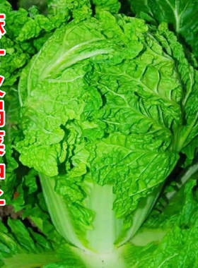 麻叶火锅菜种子皱叶结球大白菜种籽耐热耐寒秋播农家菜园蔬菜种孑