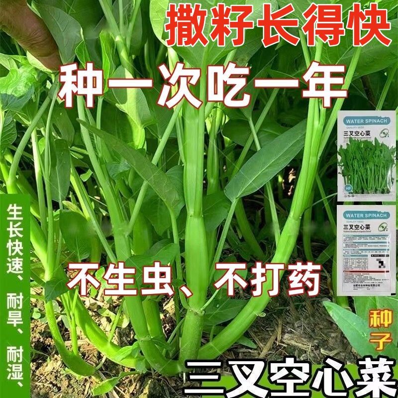 超级三叉空心菜种子通大