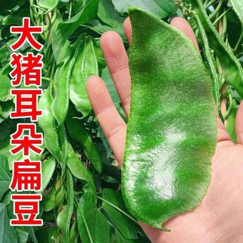 猪耳朵扁豆种孑大肉绿眉