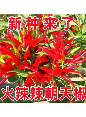 满天星红色小米辣椒盆栽阳台种植朝天椒种子辣椒泡椒特辣蔬菜种子