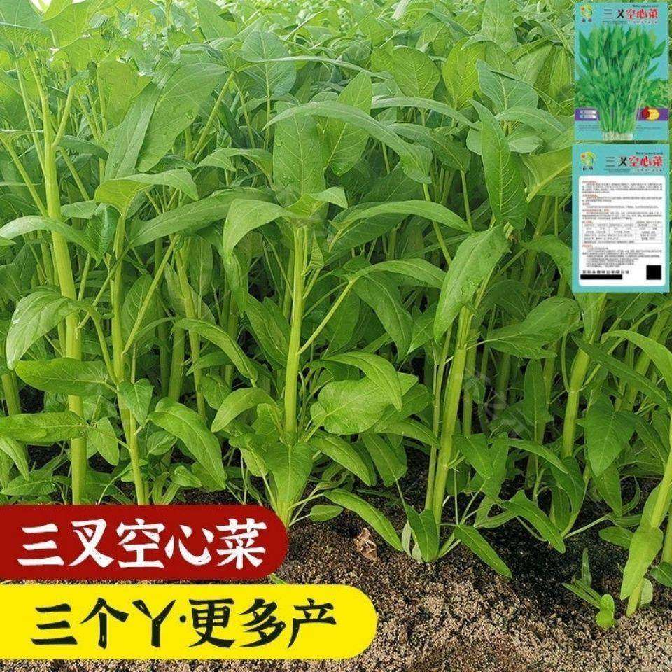 三叉空心菜种籽通心菜种子四季高产易种阳台盆栽大叶青菜种子,农用物资,蔬菜种子/种苗,淘宝优惠券,粉丝福利购,淘宝优惠卷