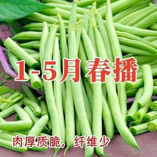 红花四季豆种子高产早熟