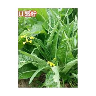 柳叶菜心种子桂林菜花种子广东广西特色蔬菜种子卷心菜种子