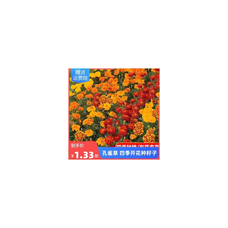 孔雀草花种子室内四季种