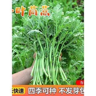 皇帝菜小叶茼蒿种子青菜种籽春菊菜种茼蒿菜种籽种四季蔬菜孑菜籽