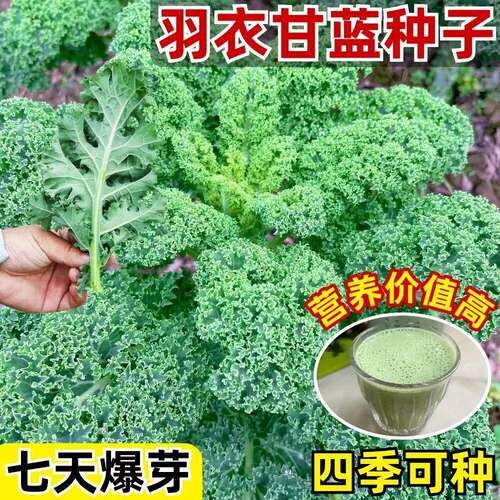 羽衣甘蓝种子种籽四季播
