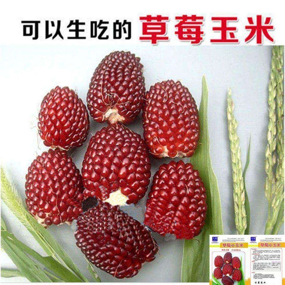 草莓玉米种子鲜食生吃袖珍菠萝水果甜苞谷种籽阳台庭院四季播种孑,农用物资,蔬菜种子/种苗,淘宝优惠券,粉丝福利购,淘宝优惠卷