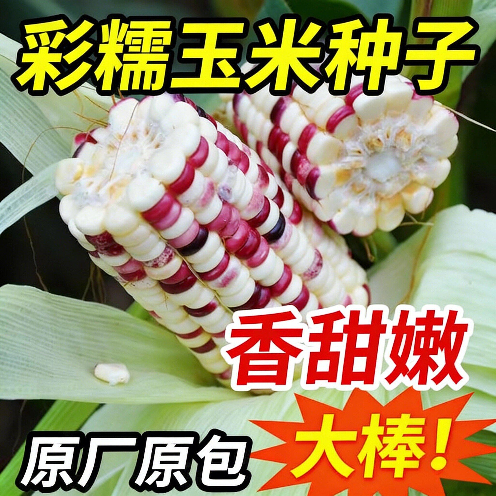 彩甜糯玉米种子黑玉米白玉米可大面积种阳台盆栽四季玉米蔬菜种子