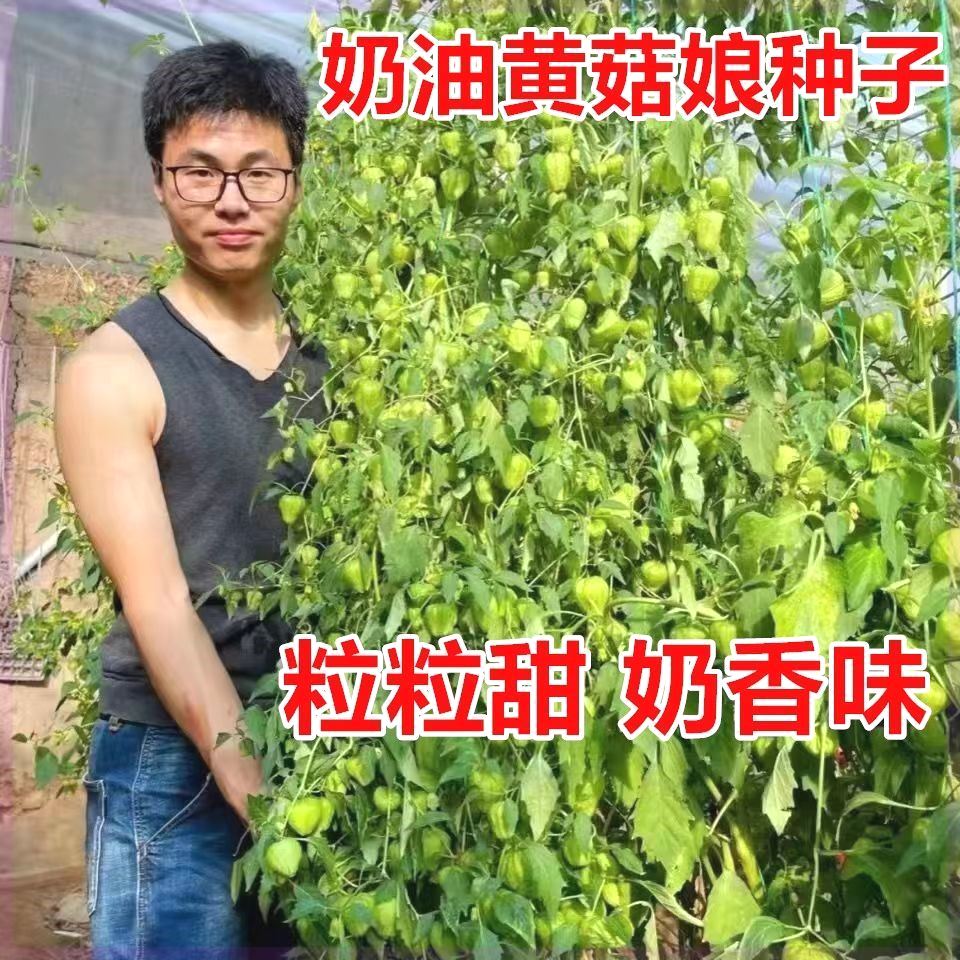 奶油菇娘果种子奶香味黄