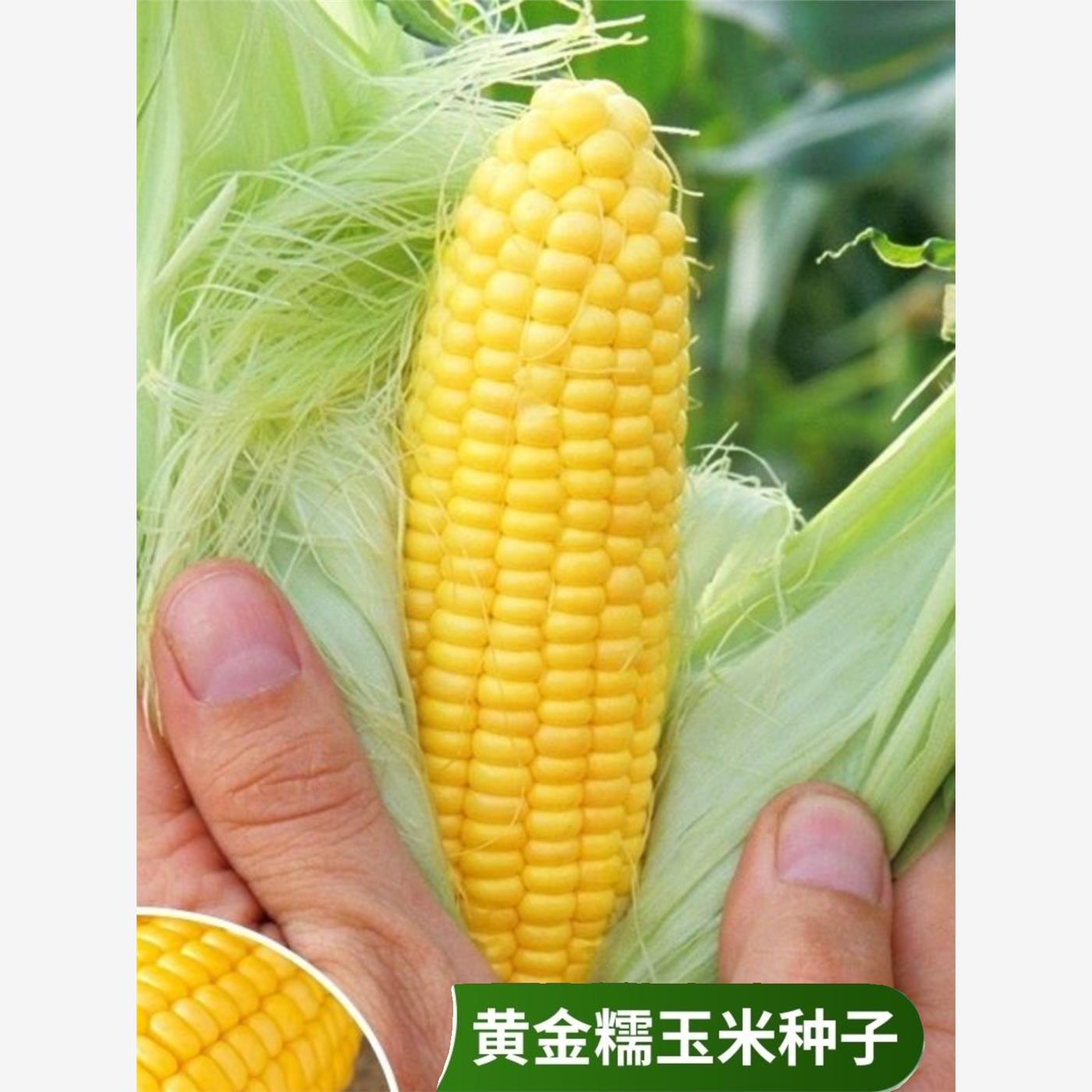 黄金糯玉米种子大棒超甜一代杂交种籽糯粘玉米蔬菜种子春秋播高产