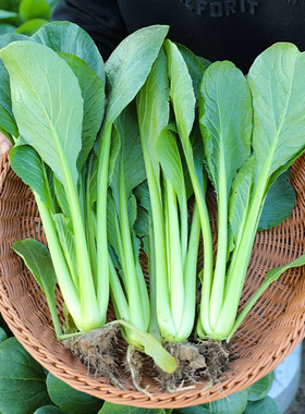 长梗小菘菜种子油菜小白菜籽农家阳台盆紫色小松菜四季播青菜种籽