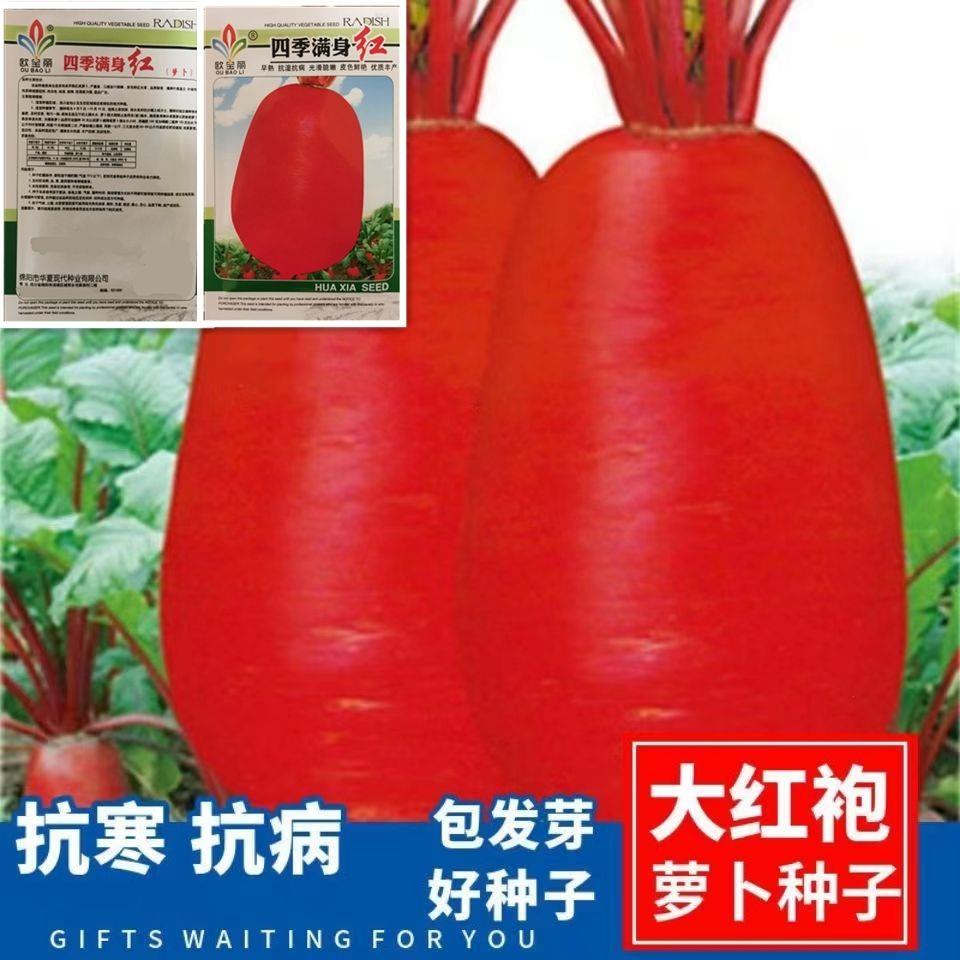 满身红萝卜种子蔬菜种子红皮白肉萝卜种籽春秋四季播种田间庭院
