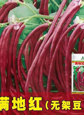 无架豆种子红色不爬藤豇豆种籽早熟阳台盆栽田园菜