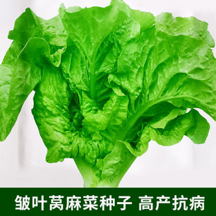 皱叶莴麻菜种子窝鸡菜种籽叶用莴苣莴笋叶曲麻菜春秋四季蔬菜种孑