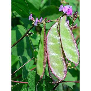 紫边眉豆种子大宽扁豆角种籽搭架爬藤蛾眉豆芸豆早熟农家蔬菜种孑