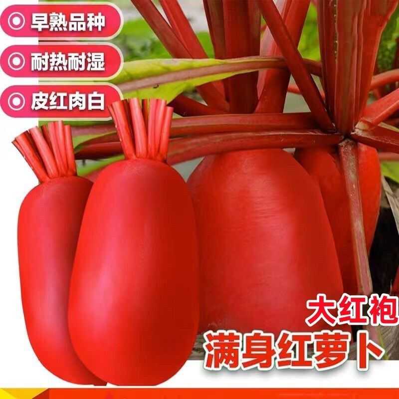 满身红大红袍萝卜种子红皮白肉萝卜籽耐热耐湿春秋播田园蔬菜种子
