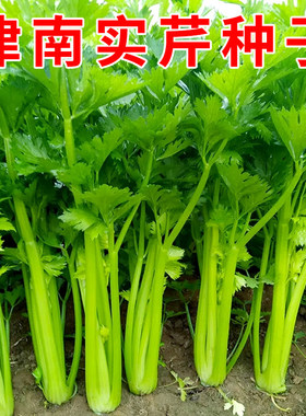 津南实芹种子实茎心本芹菜种籽香易种春秋农家菜园阳台盆栽蔬菜孑