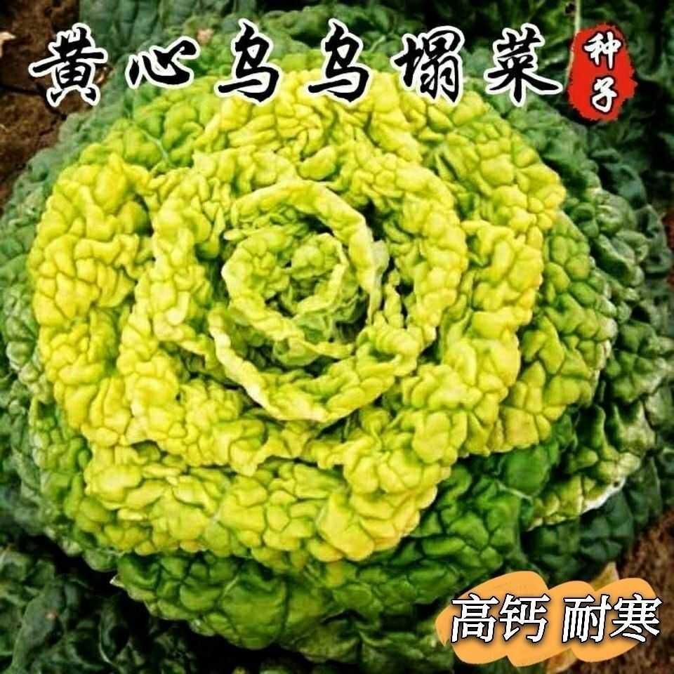 黄心乌塌菜种子耐寒籽菊